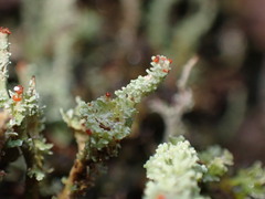 Cladonia bellidiflora