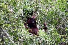 Pongo pygmaeus morio