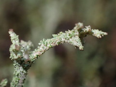 Cladonia bellidiflora