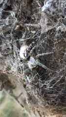 Stegodyphus dumicola