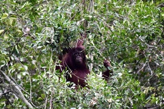 Pongo pygmaeus morio