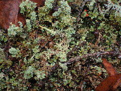 Cladonia bellidiflora