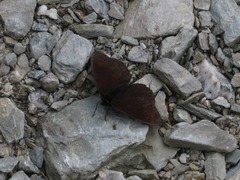 Erebia pronoe