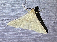Renia discoloralis