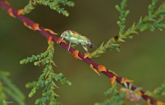 Coniatus tamarisci