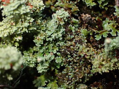 Cladonia bellidiflora