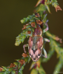 Coniatus tamarisci