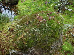 Racomitrium heterostichum