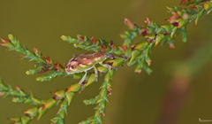 Coniatus tamarisci