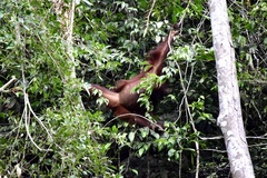 Pongo pygmaeus morio