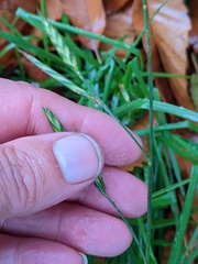 Bromus carinatus