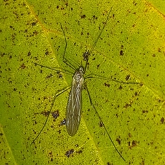 Trichocera annulata