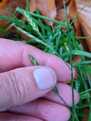 Bromus carinatus
