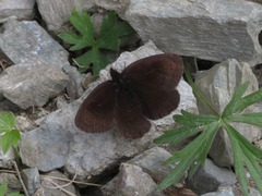 Erebia pronoe