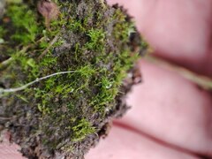 Pleuridium subulatum