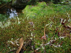 Racomitrium heterostichum