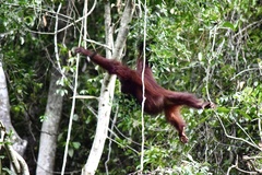 Pongo pygmaeus morio