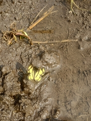 Baeotis zonata zonata