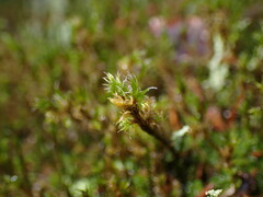 Racomitrium heterostichum