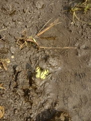 Baeotis zonata zonata