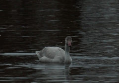 Cygnus columbianus bewickii