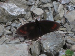 Erebia pronoe