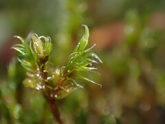 Racomitrium heterostichum