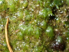 Fissidens pauperculus