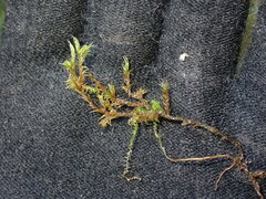 Racomitrium heterostichum