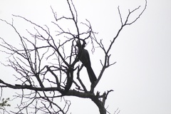 Corythaixoides concolor