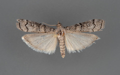 Dioryctria subtracta