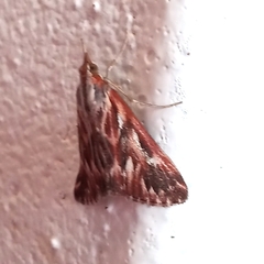 Blepharucha zaide