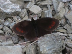 Erebia pronoe