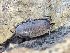 Porcellionidae