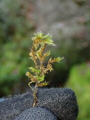 Racomitrium heterostichum