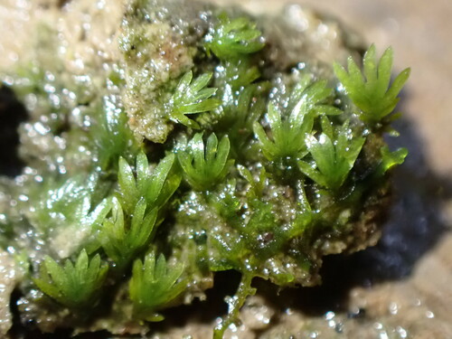 Minute Pocket Moss (Fissidens pauperculus)