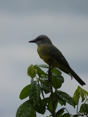 Tyrannus melancholicus