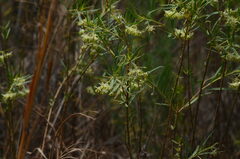 Gomphocarpus