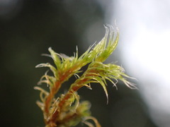 Racomitrium heterostichum