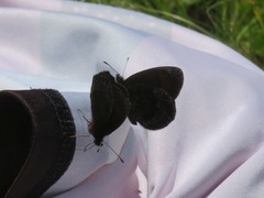 Erebia pronoe