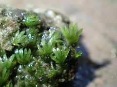 Fissidens pauperculus