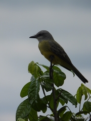Tyrannus melancholicus