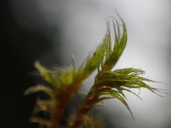 Racomitrium heterostichum