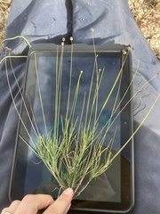 Thelesperma longipes