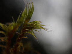 Racomitrium heterostichum