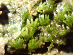 Fissidens pauperculus