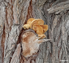 Flammulina velutipes