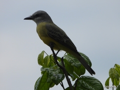 Tyrannus melancholicus