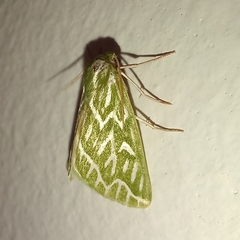 Dichroma equestralis