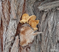 Flammulina velutipes